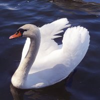А белый лебедь на пруду ..... ! :: tamara 