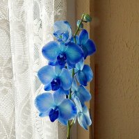 Орхидея :: Natalia Harries