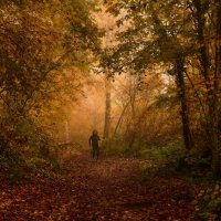 autumn forest :: Elena Wymann