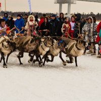 Гонка на оленях :: Игорь Шабалин