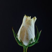 Белая роза :: Геннадий Коробков