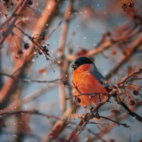 Снегирь - певчая птица рода снегирей :: Олег Белан