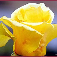 Распускающийся бутон розы. :: Валерьян Запорожченко