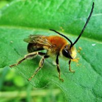 Пчела длиноусая......Eucera longicornis - Пчела длинноусая. :: Ivan Vodonos