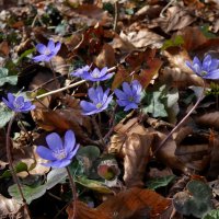 весна голубая :: Heinz Thorns