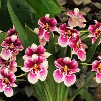 Мильтония- орхидея "Анютины глазки" :: Aida10 