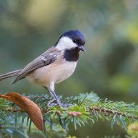 Московка (лат. Periparus ater) :: Денис Ветренко