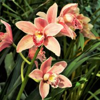 Орхидея Каттлея :: Aida10 