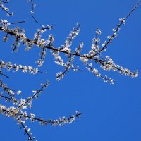 белые цветы и голубое небо :: Heinz Thorns