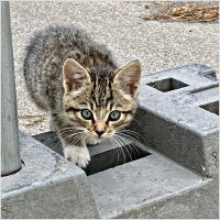 Зеленоградский котёнок. :: Валерия Комова