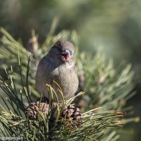 Весенние песни :: Анна Иларионова