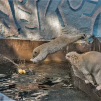 полярные медведи :: аркадий 