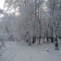 Зима :: Валентина Богатко 