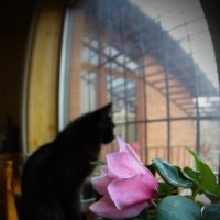 The Cat & The Flower :: M Marikfoto