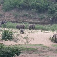 Elephants in the Crocodile River :: John Anthony Forbes