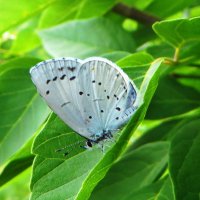 Голубянка крушинная или весенняя Celastrina argiolus :: Ivan Vodonos