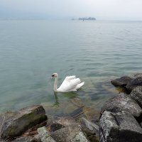 Цюрихское озеро Rapperswil Рапперсвиль Швейцария :: wea *