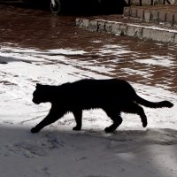 чёрная кошка :: Елена 