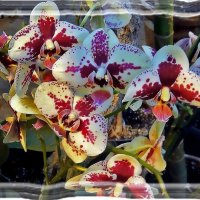 Красавицы орхидеи :: Ольга Довженко