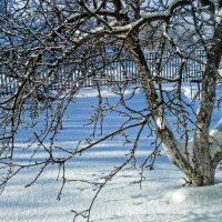 Яблоня на снегу :: Юлия Денискина