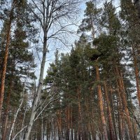 А я еду,за зимними туманами... :: Георгиевич 