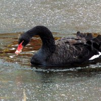 Чёрный лебедь на пруду. :: nadyasilyuk Вознюк