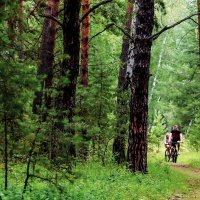 Велопрогулки по Чернолученскому лесу :: Сергей Царёв
