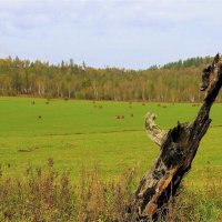 Покос :: Сергей Чиняев 