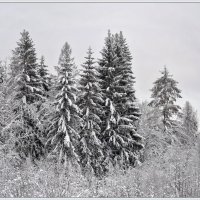 Зимний лес :: Vadim WadimS67