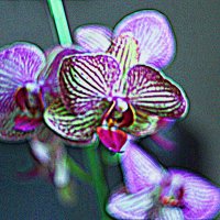 Орхидея :: Николай 