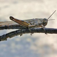 Допрыгнуть до туч :: Владимир Соколов (svladmir)