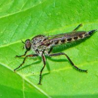 Ктырь...Толмерус черноволосый · Tolmerus atricapillus · Kite-tailed Robberfly · ad. ♂ :: Ivan Vodonos
