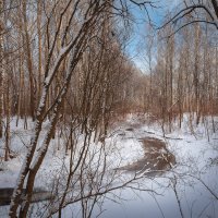 В зимнем лесу... :: Сергей Кичигин