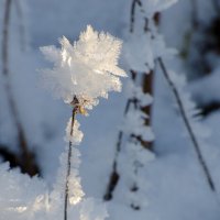 Ледяной цветок :: Максим Рублев