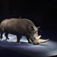 Носорог в цирке :: Савелий 