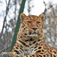 Дальневосточный леопард :: Valeri Verovets