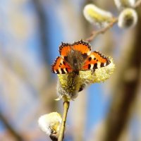 мартовские бабочки 2022 -3 :: Александр Прокудин