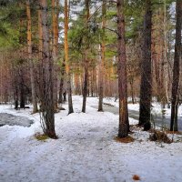 Трудно проходимые места в лесу . Апрель . :: Мила Бовкун