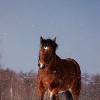 Мерен Май :: Тамара Васильевна