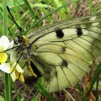 Мнемози́на (лат. Parnassius mnemosyne) —Редкий случай удача снимок редкой бабочки. :: Ivan Vodonos
