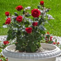 Розы в вазоне :: Любовь Зинченко 
