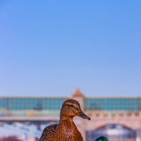 Утки москвички :: Денис 1fotokot