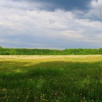 Цветочная поляна перед дремучим лесом :: Владимир Кириченко