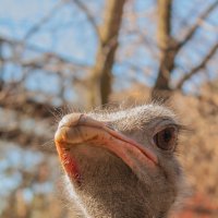 портрет страуса :: аркадий 
