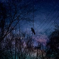Птица на фоне звёздного неба :: Юлия Денискина