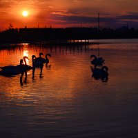лебеди в закатном солнце :: Вячеслав Побединский
