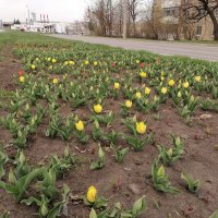 На городских клумбах Белгорода расцветёт 2,5 млн тюльпанов :: Сергей Тимоновский