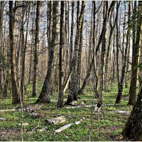 В весеннем лесу. :: Валерия Комова