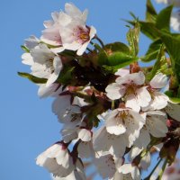 Эта вишня во время цветения чем-то напоминает сакуру :: Татьяна Смоляниченко