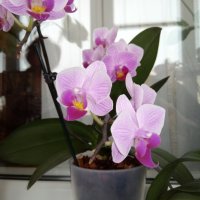 орхидеи :: Giant Tao /